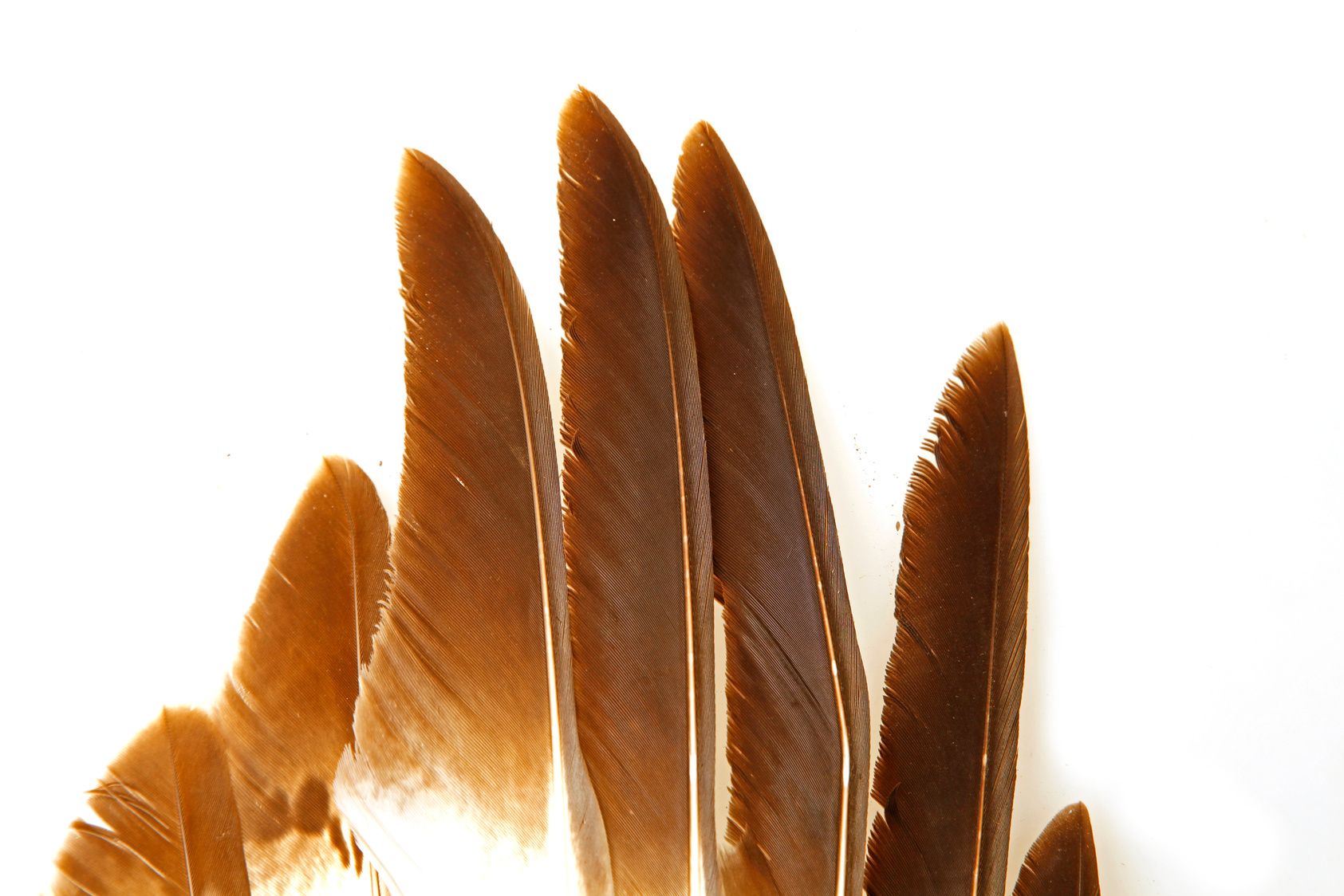 Eagle feathers